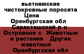 вьетнамские чистокровные поросята › Цена ­ 3 000 - Оренбургская обл., Саракташский р-н, Островное с. Животные и растения » Другие животные   . Оренбургская обл.
